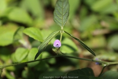 Glycine max soja