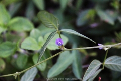 Glycine max soja