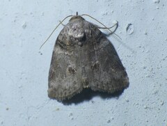 Garella