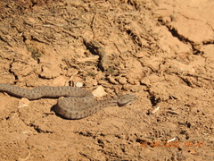 Montivipera bornmuelleri