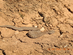 Montivipera bornmuelleri