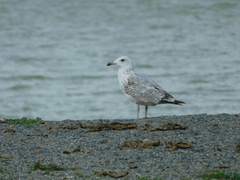 Larus