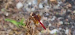 Sympetrum speciosum