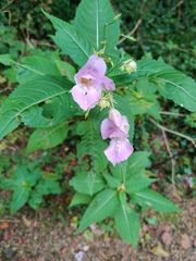 Impatiens glandulifera