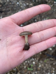 Basidiomycota