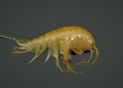 Gammarus balcanicus
