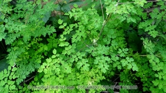 Thalictrum przewalskii