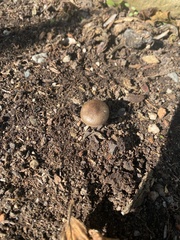 Basidiomycota