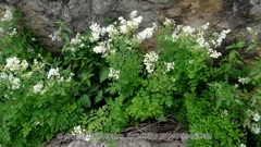 Thalictrum przewalskii