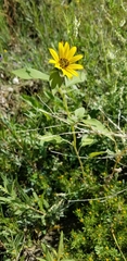 Asteraceae