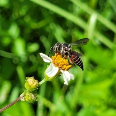 Coelioxys slossoni slossoni