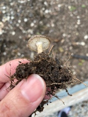 Basidiomycota