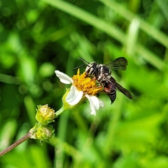 Coelioxys slossoni slossoni
