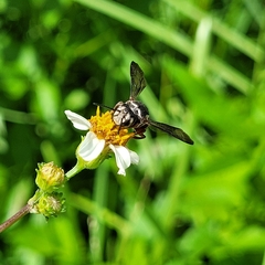 Coelioxys slossoni slossoni
