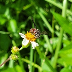 Coelioxys slossoni slossoni