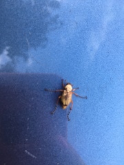 Macrodactylus subspinosus