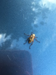 Macrodactylus subspinosus