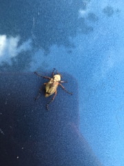 Macrodactylus subspinosus