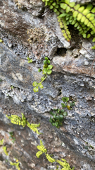 Asplenium ruta-muraria