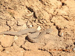 Montivipera bornmuelleri