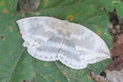 Cyclidia substigmaria