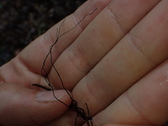 Xylaria filiformis