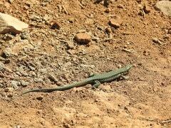 Phoenicolacerta kulzeri