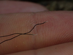 Xylaria filiformis