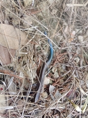 Plestiodon tetragrammus brevilineatus