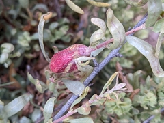 Asphondylia atriplicis