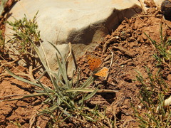 Melitaea acentria