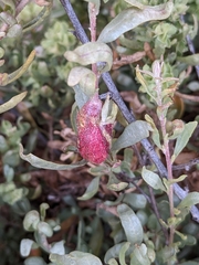 Asphondylia atriplicis