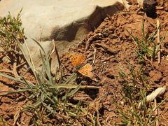 Melitaea acentria