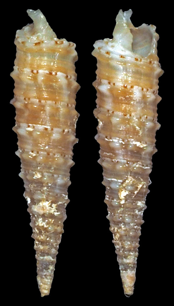 Euthymella kosugei