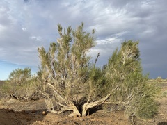 Haloxylon ammodendron