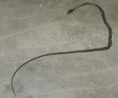 Chrysopelea paradisi