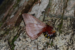 Dirphiopsis