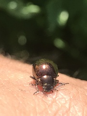 Chrysolina aurichalcea