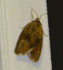 Ptycholoma lecheana