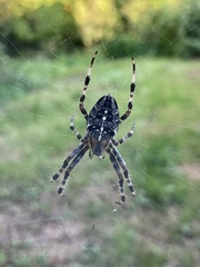 Araneus diadematus