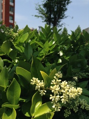 Ligustrum japonicum