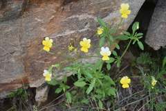 Viola ganiatsasii