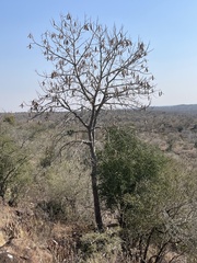 Entandrophragma caudatum