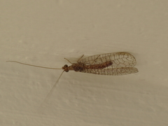 Pseudomallada venosus