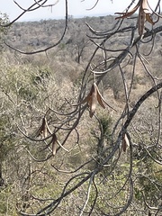 Entandrophragma caudatum