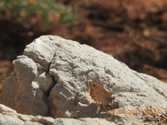 Pseudochazara pelopea