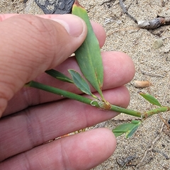Polygonum ramosissimum