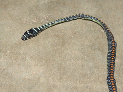 Chrysopelea paradisi