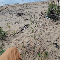 Polygonum ramosissimum