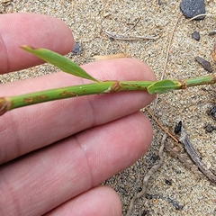 Polygonum ramosissimum
